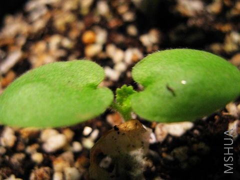 С�죨����Ҷ��Ӵ����