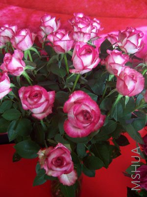 100_3967.JPG