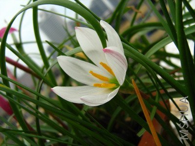 ���� 1571.jpg