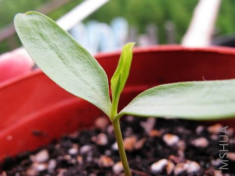 ��ѩ����ͦ��Ӵ������Ƭ��Ҷ�ˣ�������һ�죬Ҷ�ӻ�չ����