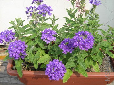 ���� 1508.jpg