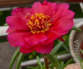 ������С P1000355-1.jpg