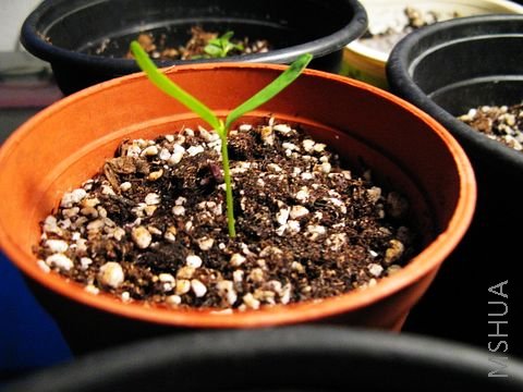 ��ѩ������֣���ѩ���Ƿ���������