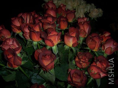 100_3979.JPG