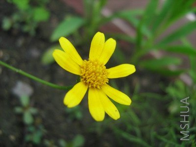 ���� 1532.jpg