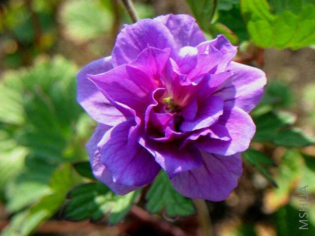 himalayaese double1.jpg