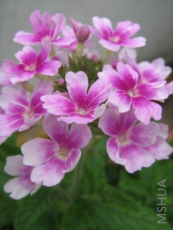 ���� 1118.jpg