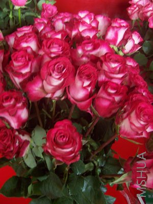 100_3966.JPG