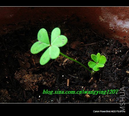 nEO_IMG_ܽ���� 011.jpg