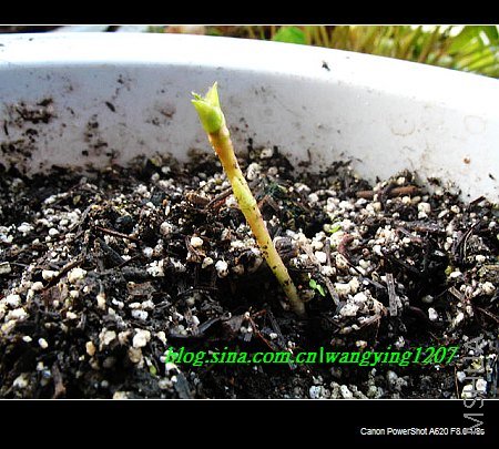 nEO_IMG_ܽ���� 006.jpg