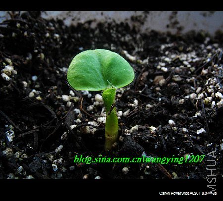 nEO_IMG_ܽ���� 003.jpg