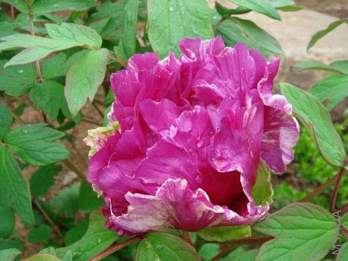 md  ���ϕr��_1.jpg