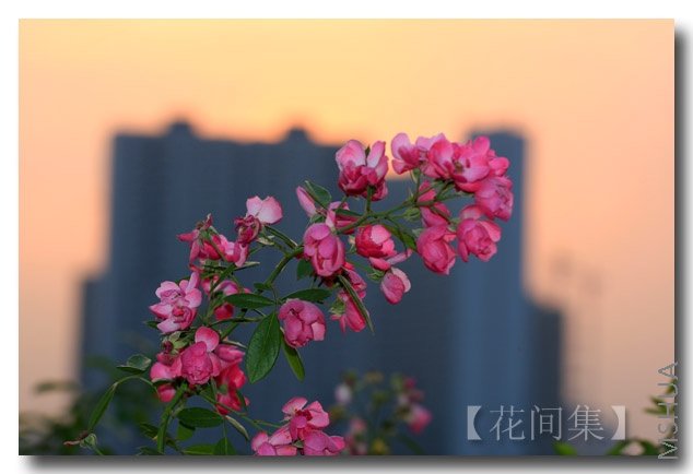 IMG_6117 ����.jpg