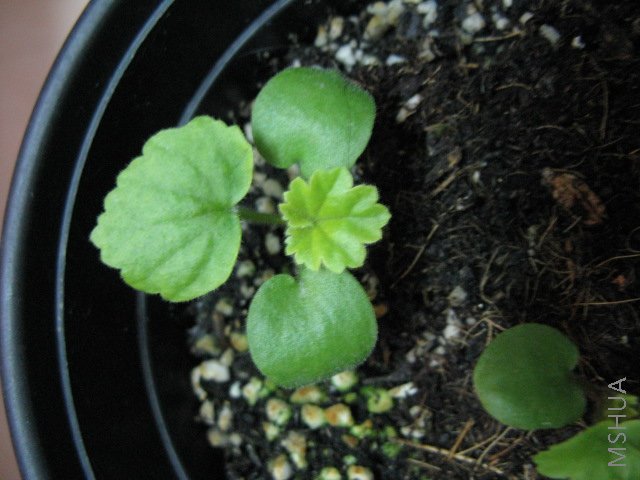 Ψһû����̫����С�죬�ҵ�С��Ҷ���е㷢�ף����ƣ���Ҫ����