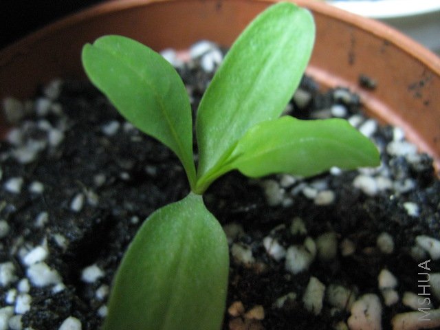 �ڶ�ƬҶ���Ѿ�����չ����Ӵ������С��Ҳ�������ٺ�