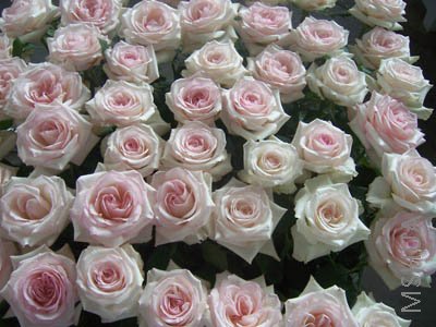 100_4046.JPG