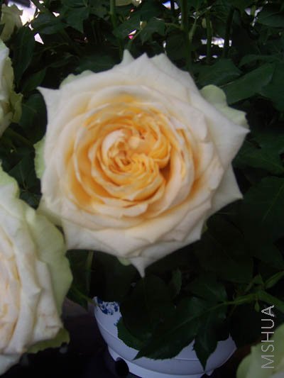 100_4050.JPG