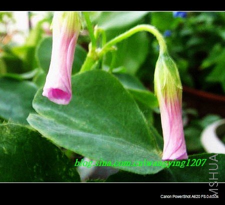 nEO_IMG_��� 101.jpg