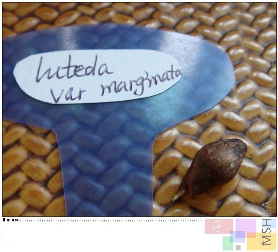 luteda var marginata����һ�������ֵġ�����