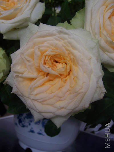 100_4049.JPG