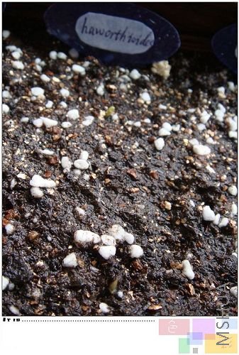 haworthioides ���ڳ�ѿ��