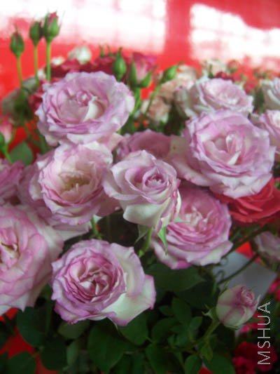 100_4023.JPG
