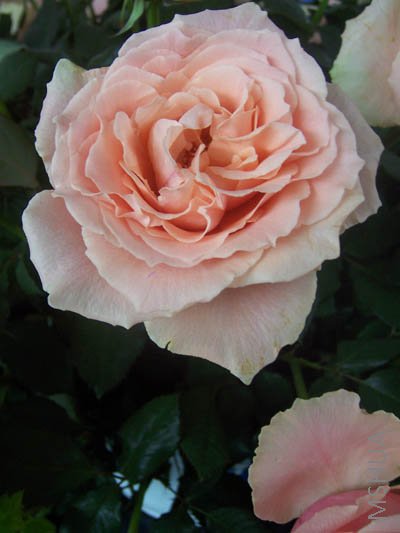 100_4040.JPG