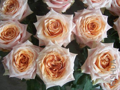 100_4054.JPG