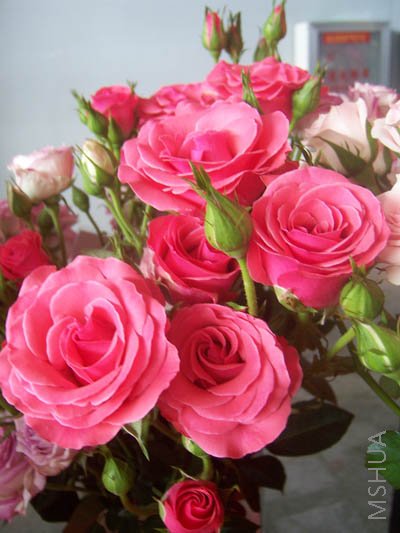 100_4015.JPG