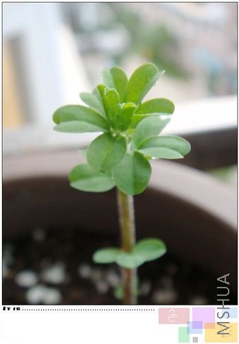 hirta,����ͦˮ���