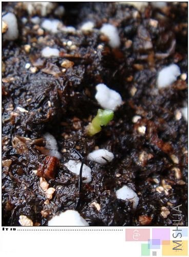 haworthioides����ͼ��ѿ�ǳ�С