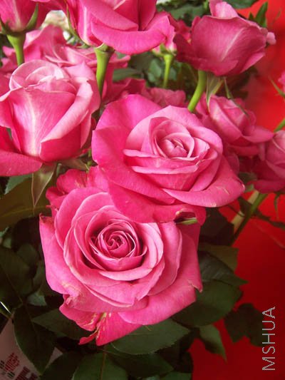 100_4009.JPG