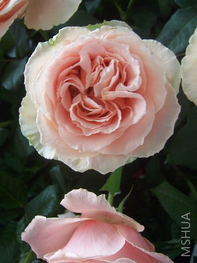 100_4043.JPG
