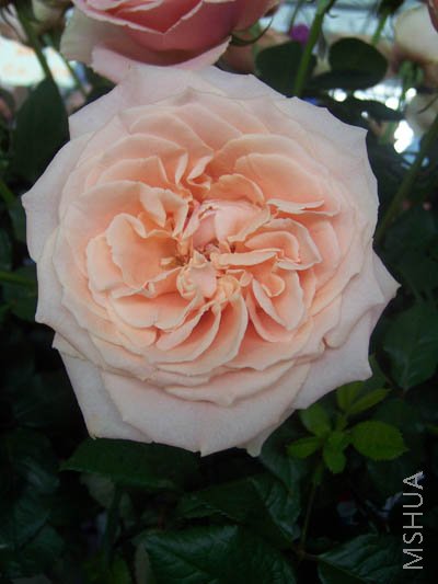 100_4044.JPG