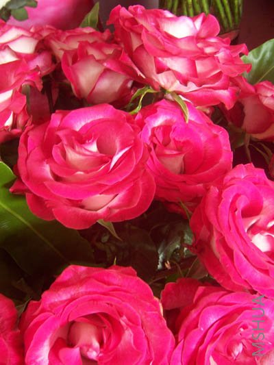 100_4017.JPG
