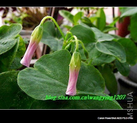 nEO_IMG_��� 099.jpg