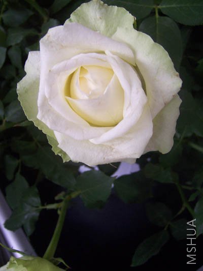 100_4048.JPG