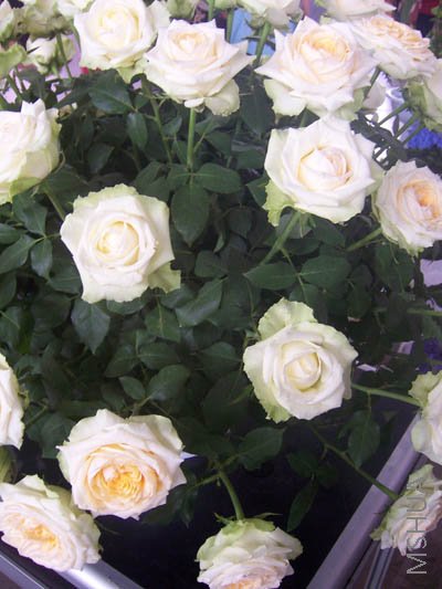 100_4047.JPG