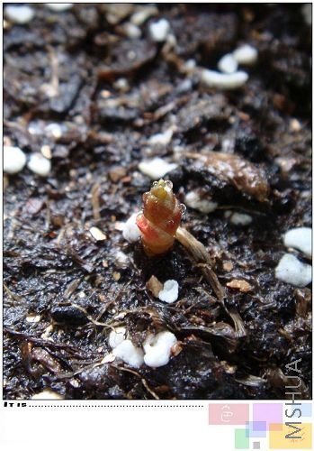 flava�����Щ�ˣ����ǳ���