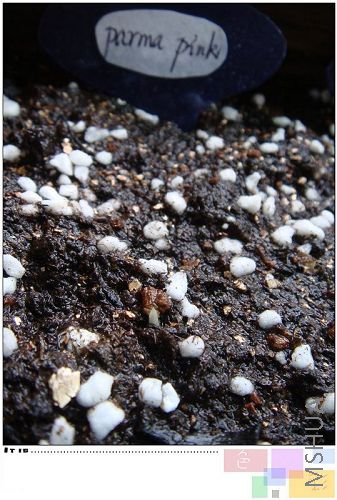 parma pink Ҳ��ѿ�ˣ���С