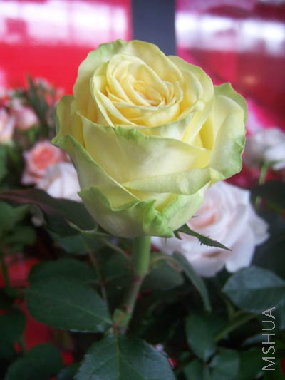 100_4021.JPG