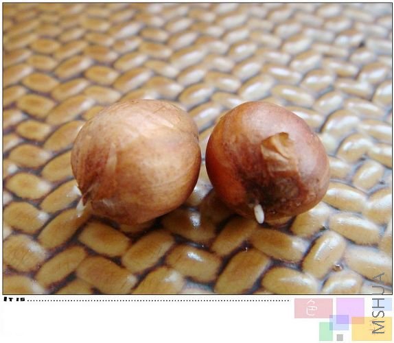 pollyphylla var pentaphlly���ֺó���