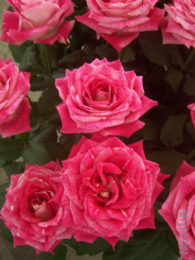 100_4055.JPG