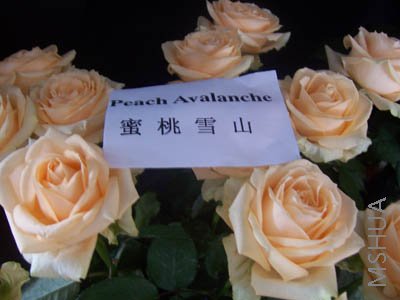 100_4075.JPG