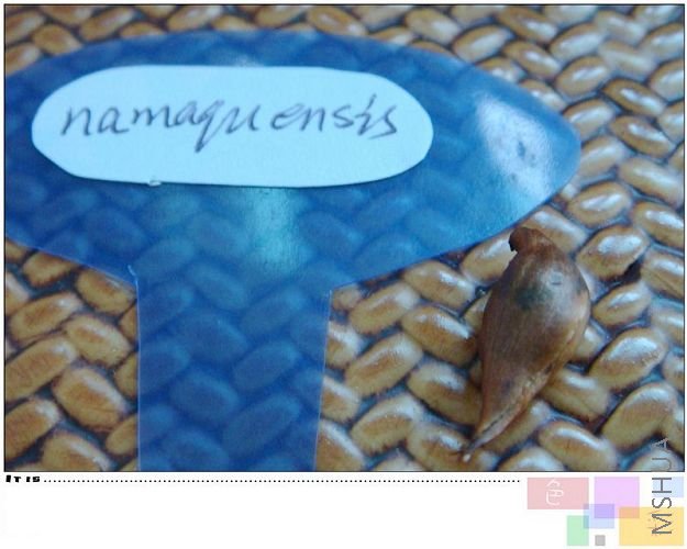 namaquenensis �����һ�š�����