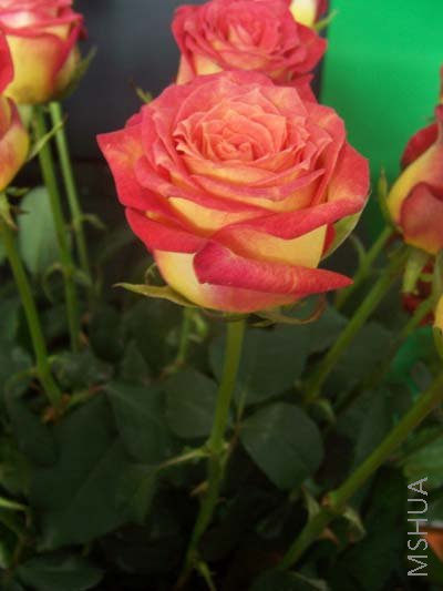 100_4059.JPG