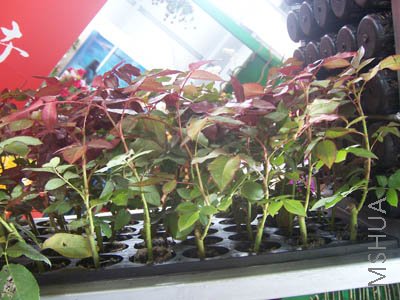 100_4067.JPG