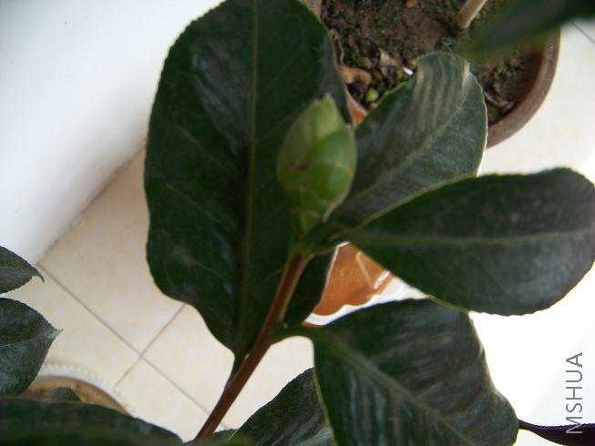 100_0540.JPG