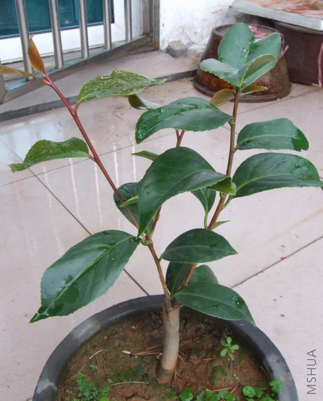 3�����ӵ�'��赻Ի�