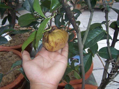 100_4085.JPG